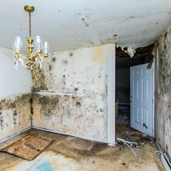 house interior with molds Brookeville MD